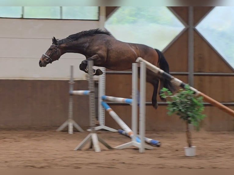 Other Warmbloods Gelding 7 years 15.3 hh Bay-Dark in Braunschweig