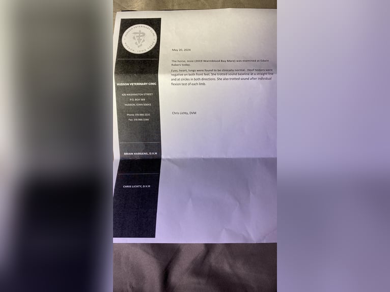 Other Warmbloods Gelding 7 years 15.3 hh Bay in Fairbank IA