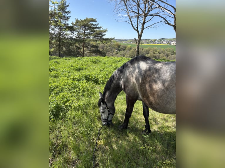 Other Warmbloods Gelding 7 years 15 hh Grey-Dapple in Roes Other Warmbloods Gelding 7 years 15 hh Grey-Dapple in Roes