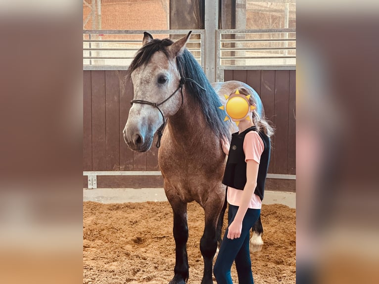 Other Warmbloods Gelding 7 years 15,1 hh Grey-Dapple in Rain