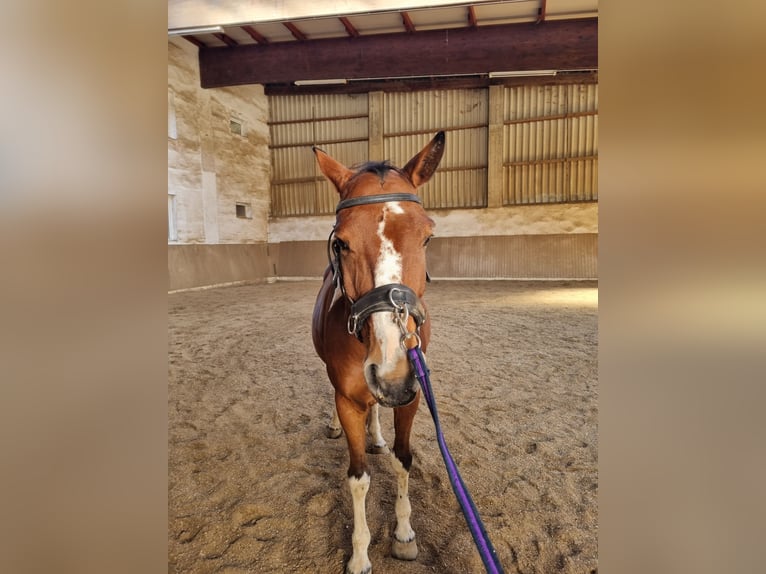 Other Warmbloods Gelding 7 years 15,1 hh Pinto in Putzing Other Warmbloods Gelding 7 years 15,1 hh Pinto in Putzing