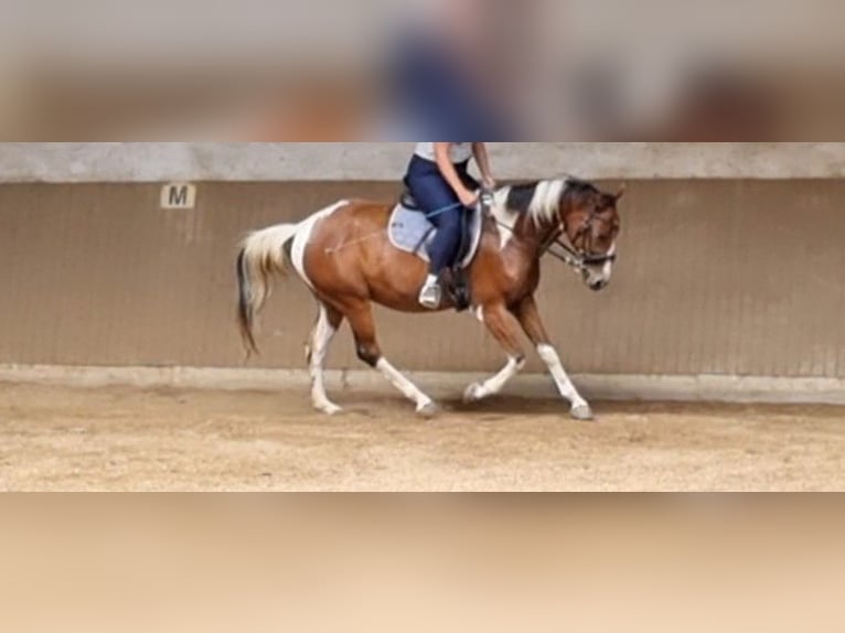 Other Warmbloods Gelding 7 years 15,1 hh Pinto in Putzing Other Warmbloods Gelding 7 years 15,1 hh Pinto in Putzing
