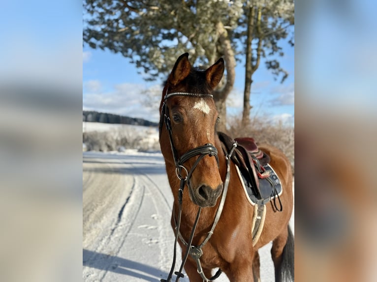 Other Warmbloods Gelding 7 years 15,2 hh Brown in Pelmberg