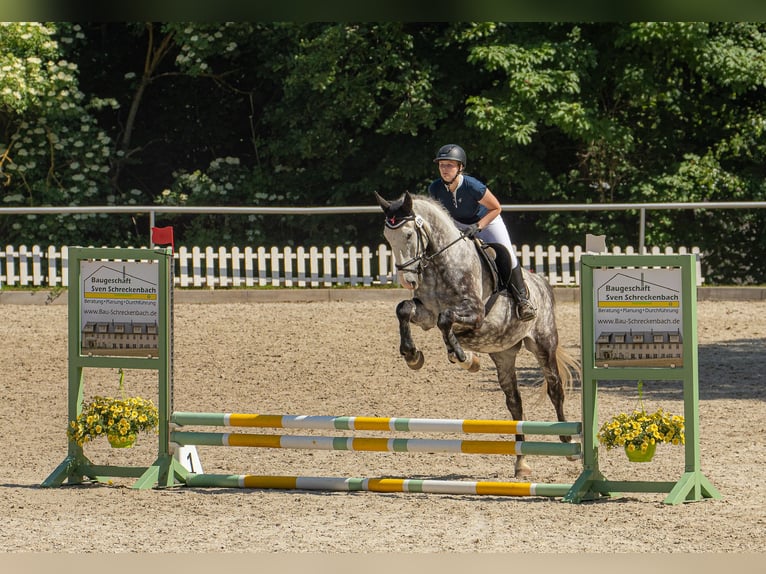 Other Warmbloods Gelding 7 years 15,2 hh Grey in Freiberg