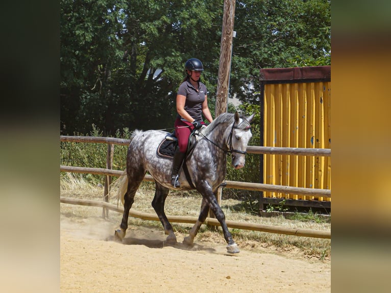 Other Warmbloods Gelding 7 years 15,2 hh Grey in Freiberg
