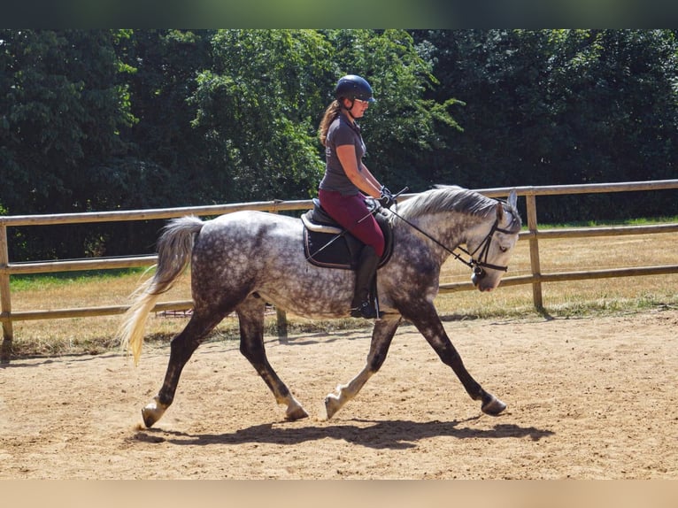Other Warmbloods Gelding 7 years 15,2 hh Grey in Freiberg
