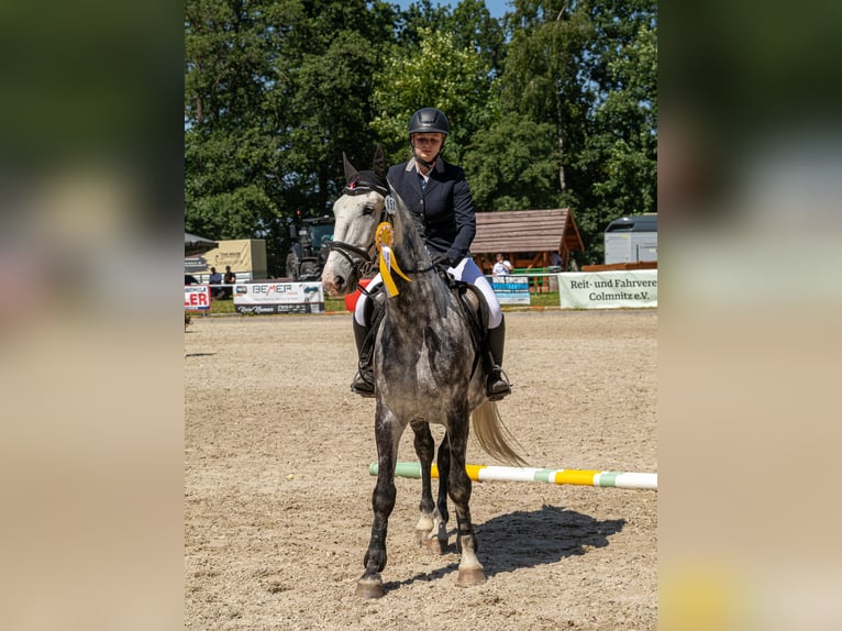 Other Warmbloods Gelding 7 years 15,2 hh Grey in Freiberg