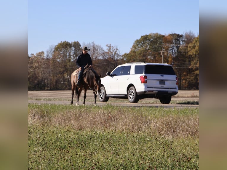 Other Warmbloods Gelding 7 years 15,3 hh Bay in Howell