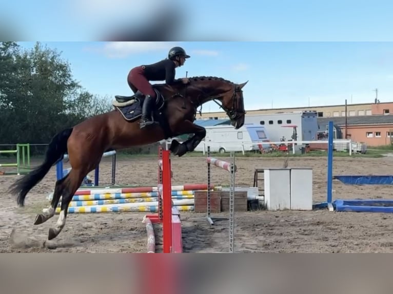 Other Warmbloods Gelding 7 years 16,1 hh Brown in Pelmberg