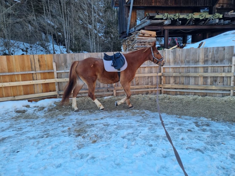 Other Warmbloods Gelding 7 years 16,1 hh Chestnut-Red in Piesendorf