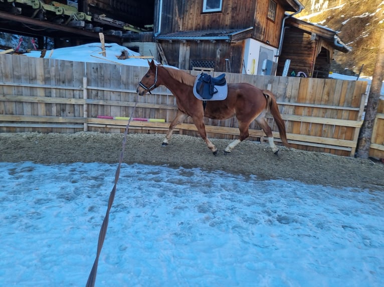 Other Warmbloods Gelding 7 years 16,1 hh Chestnut-Red in Piesendorf