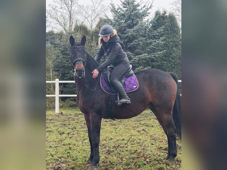 Other Warmbloods Gelding 7 years 16.2 hh Bay-Dark in POZNAŃ