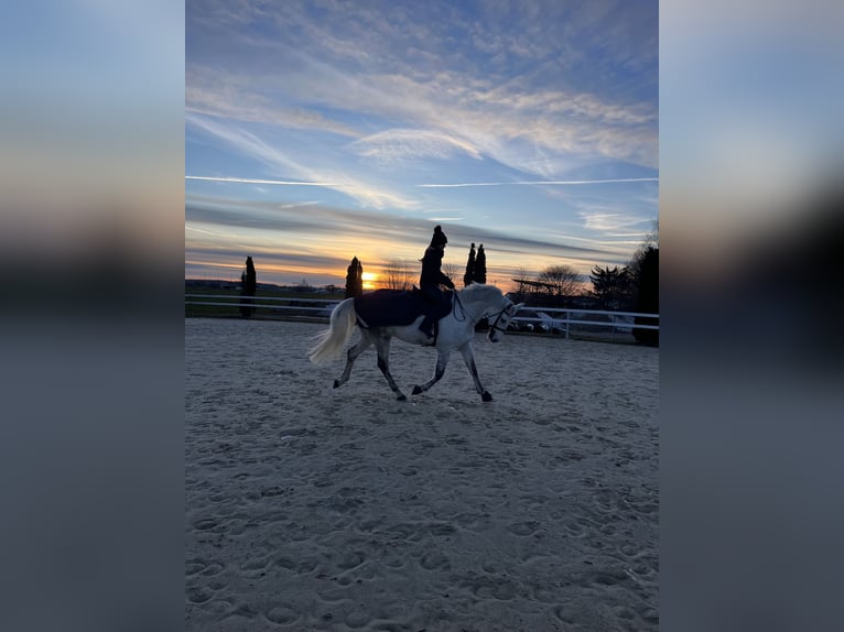 Other Warmbloods Gelding 7 years 16,2 hh Gray in Mindelheim