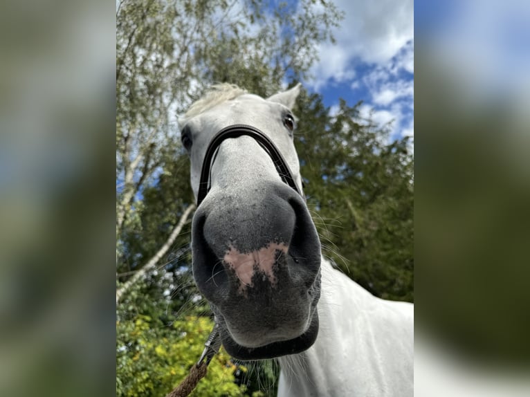 Other Warmbloods Gelding 7 years 16,2 hh Gray in Mindelheim