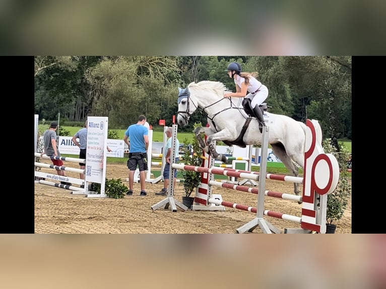 Other Warmbloods Gelding 7 years 16,2 hh Gray in Mindelheim