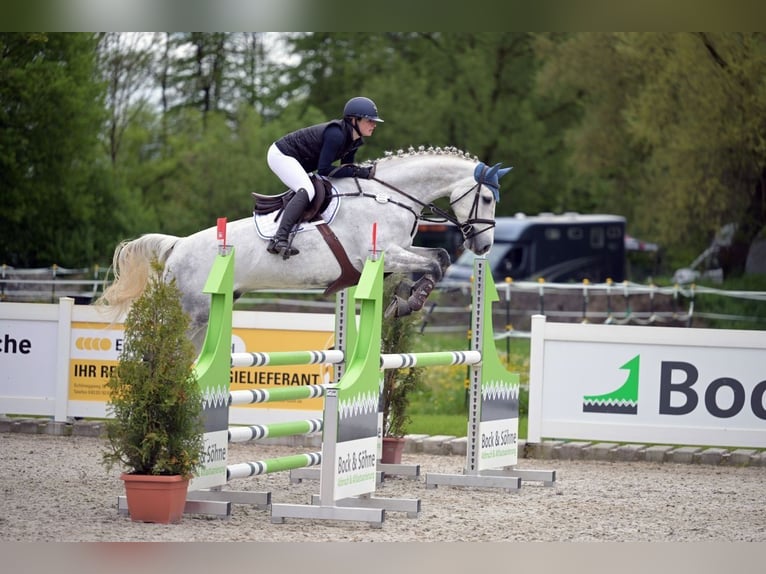 Other Warmbloods Gelding 7 years 16,2 hh Gray in Mindelheim