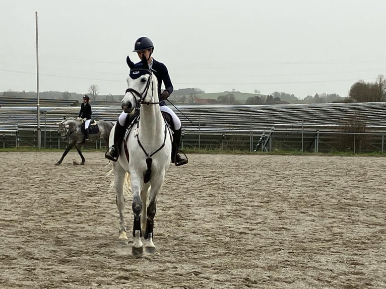 Other Warmbloods Gelding 7 years 16,2 hh Gray in Mindelheim