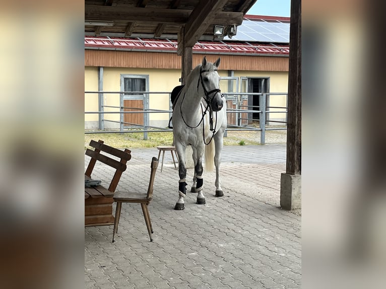 Other Warmbloods Gelding 7 years 16,2 hh Gray in Mindelheim