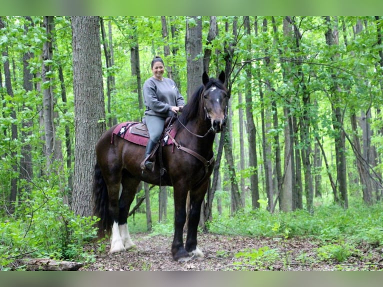 Other Warmbloods Gelding 7 years 16,3 hh Black in Highland MI