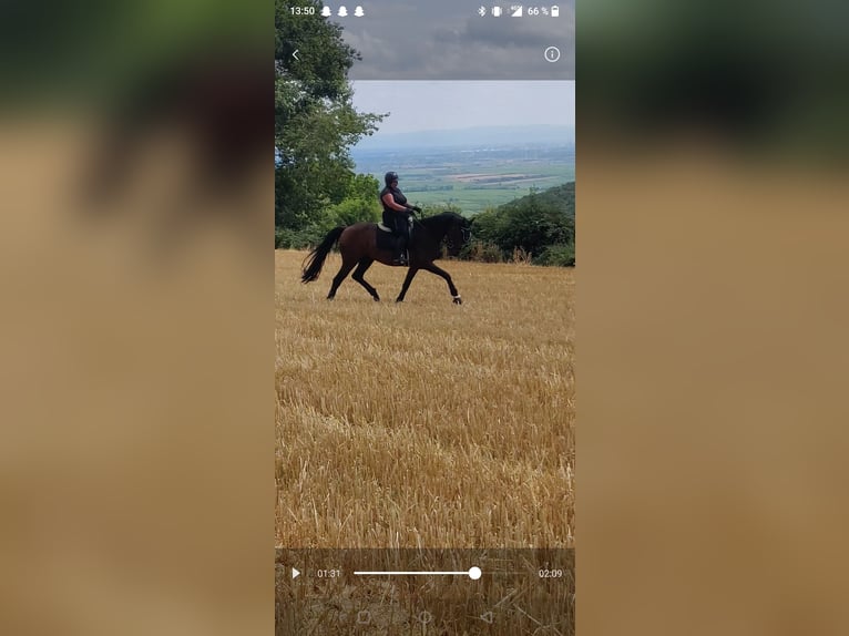 Other Warmbloods Mix Gelding 7 years 16 hh Brown in Frankenthal (Pfalz)
