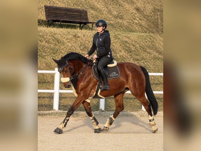 Other Warmbloods Gelding 7 years 16 hh Brown in Schladming