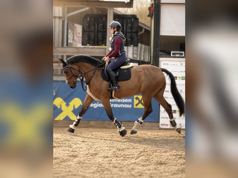 Other Warmbloods Gelding 7 years 16 hh Brown in Schladming