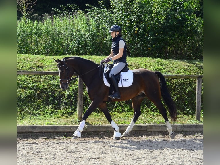 Other Warmbloods Gelding 7 years 16 hh Smoky-Black in Wellheim