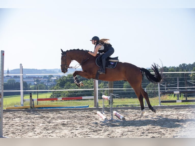 Other Warmbloods Gelding 7 years 16,1 hh Bay-Dark in Traidendorf