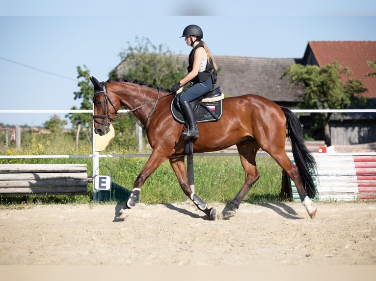 Other Warmbloods Gelding 7 years 16,1 hh Bay-Dark in Traidendorf
