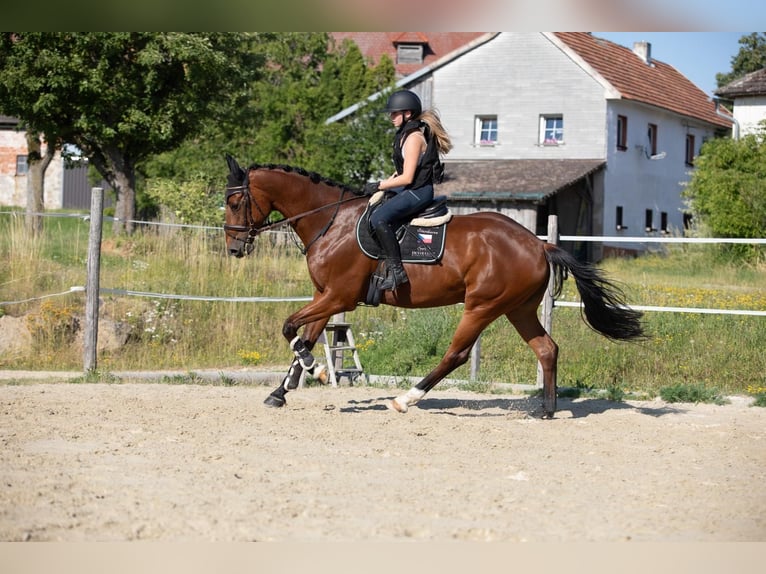Other Warmbloods Gelding 7 years 16,1 hh Bay-Dark in Traidendorf