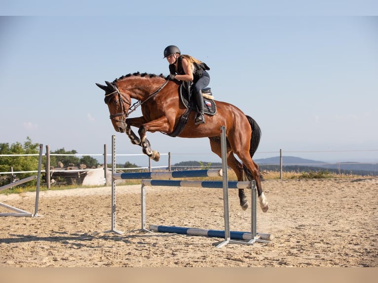 Other Warmbloods Gelding 7 years 16,1 hh Bay-Dark in Traidendorf