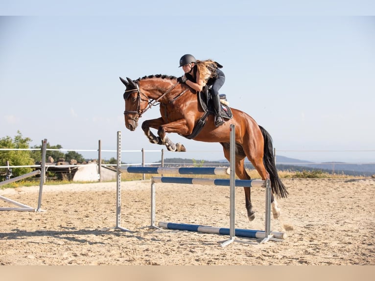 Other Warmbloods Gelding 7 years 16,1 hh Bay-Dark in Traidendorf