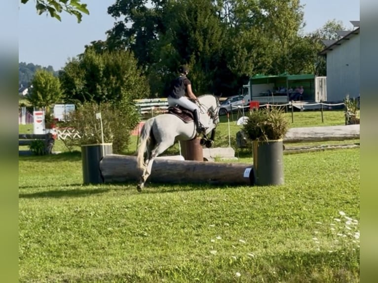 Other Warmbloods Gelding 7 years 16,1 hh Grey-Dapple in Schemmerhofen
