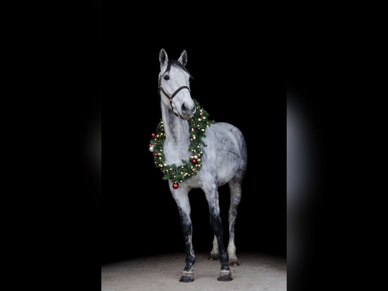 Other Warmbloods Gelding 7 years 16,1 hh Grey-Dapple in Schemmerhofen