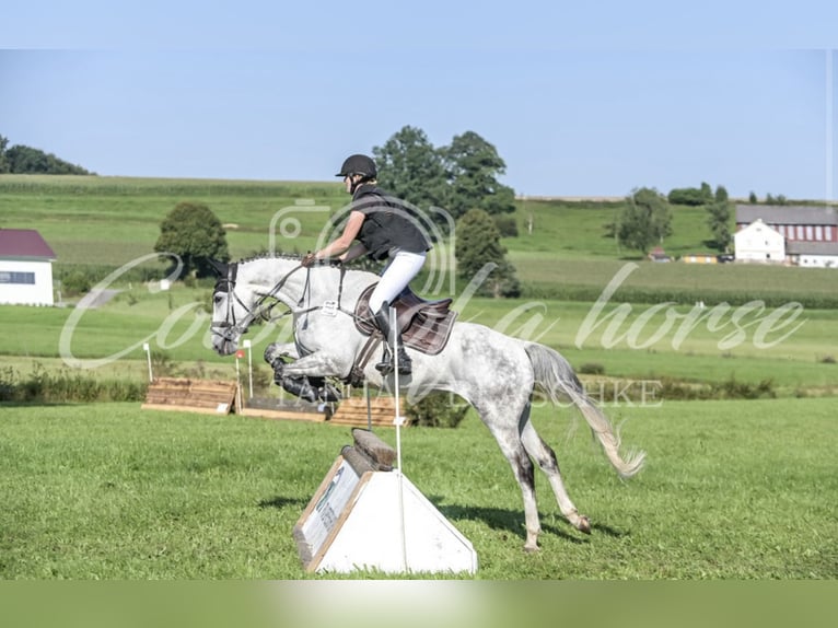 Other Warmbloods Gelding 7 years 16,1 hh Grey-Dapple in Schemmerhofen