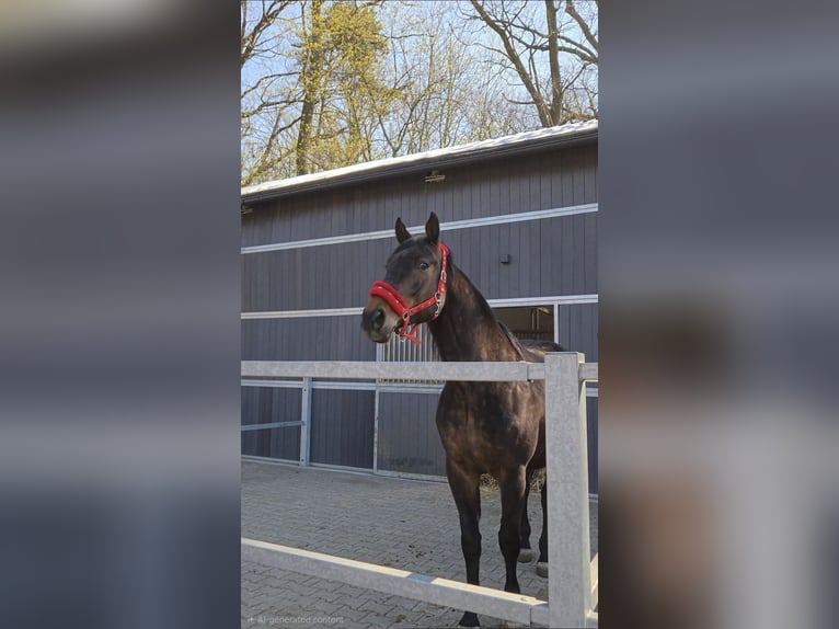 Other Warmbloods Gelding 7 years 16,2 hh Bay-Dark in POZNAŃ
