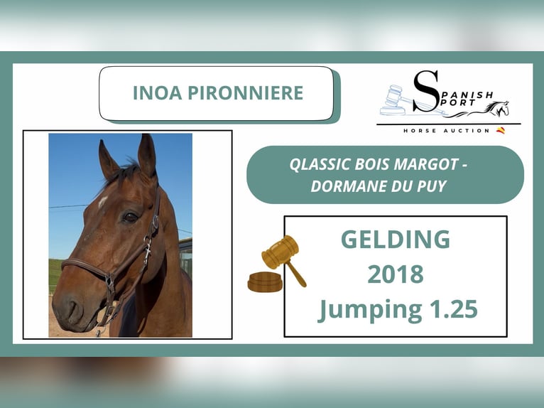 Other Warmbloods Gelding 7 years 16,2 hh Brown in CANTABRIA