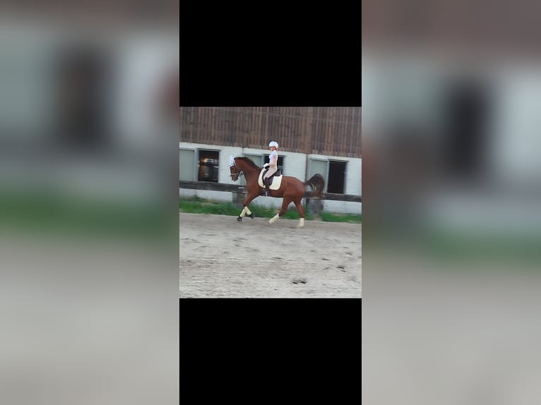 Other Warmbloods Gelding 7 years 16,2 hh Chestnut in Essen