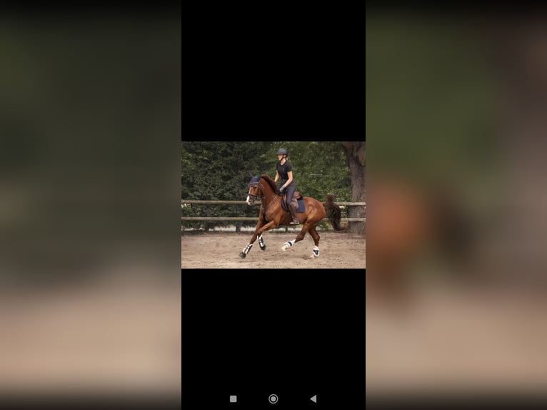 Other Warmbloods Gelding 7 years 16,2 hh Chestnut in Essen