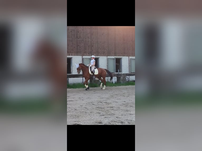 Other Warmbloods Gelding 7 years 16,2 hh Chestnut in Essen