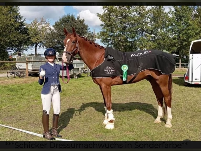Other Warmbloods Gelding 7 years 16,2 hh Chestnut in Essen