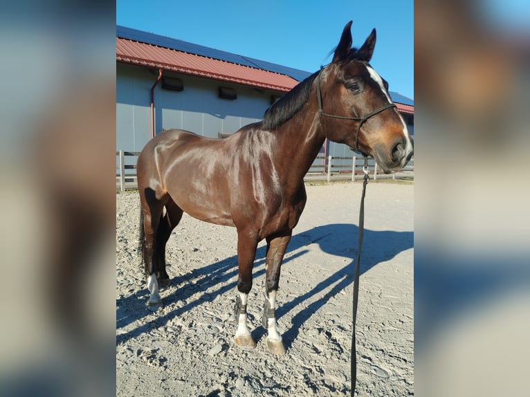Other Warmbloods Gelding 7 years 17.2 hh Brown in Celje
