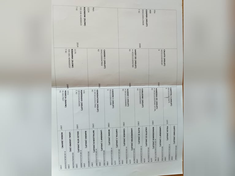 Other Warmbloods Gelding 7 years 17.2 hh Brown in Celje