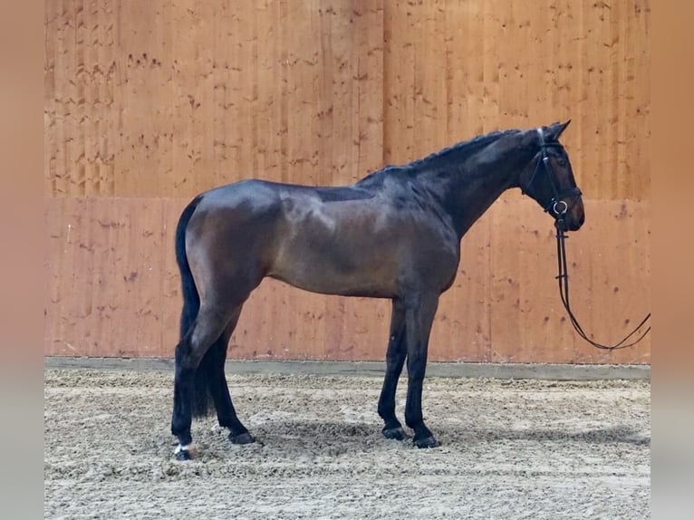 Other Warmbloods Gelding 7 years 17 hh Brown in Schömberg