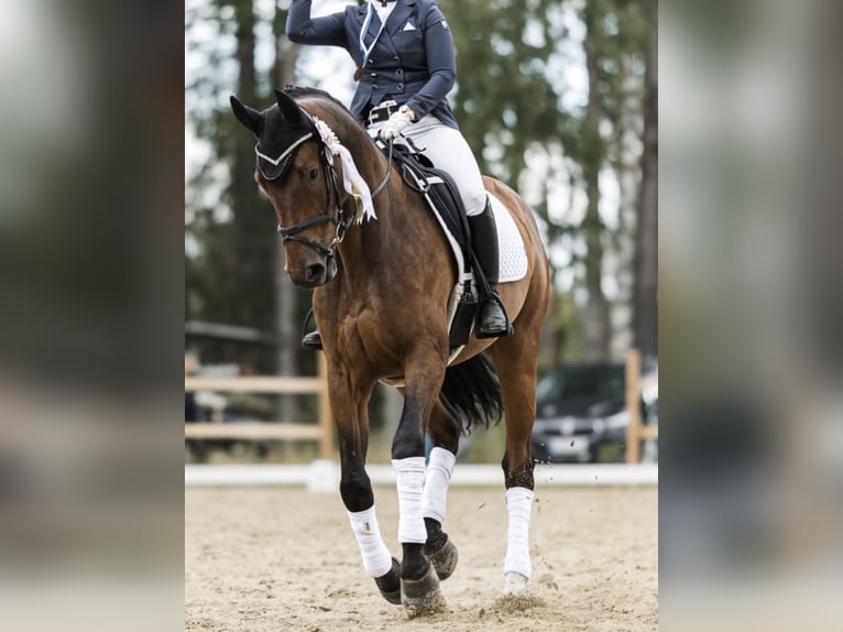 Other Warmbloods Gelding 7 years 17,1 hh Bay-Dark in Kangasala