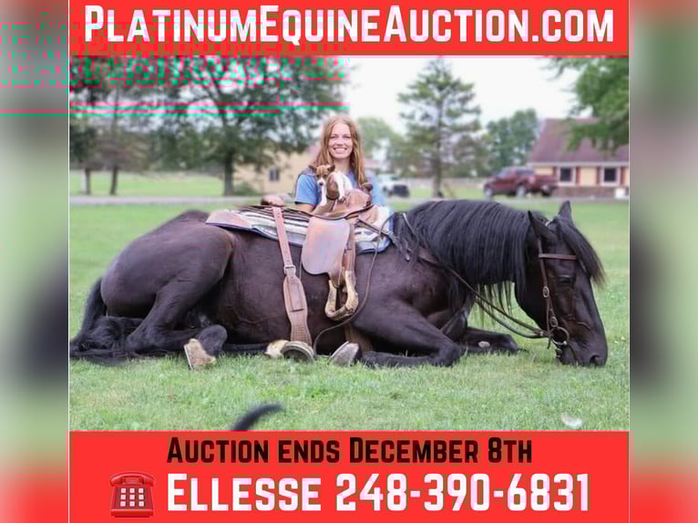 Other Warmbloods Gelding 7 years Black in Howell