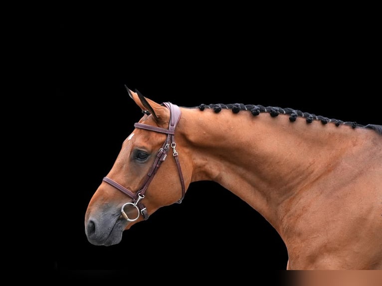 Other Warmbloods Gelding 7 years Brown in Z&#xFC;lpich