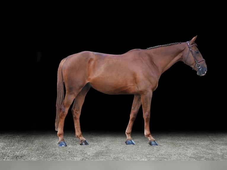 Other Warmbloods Gelding 7 years Brown in Z&#xFC;lpich