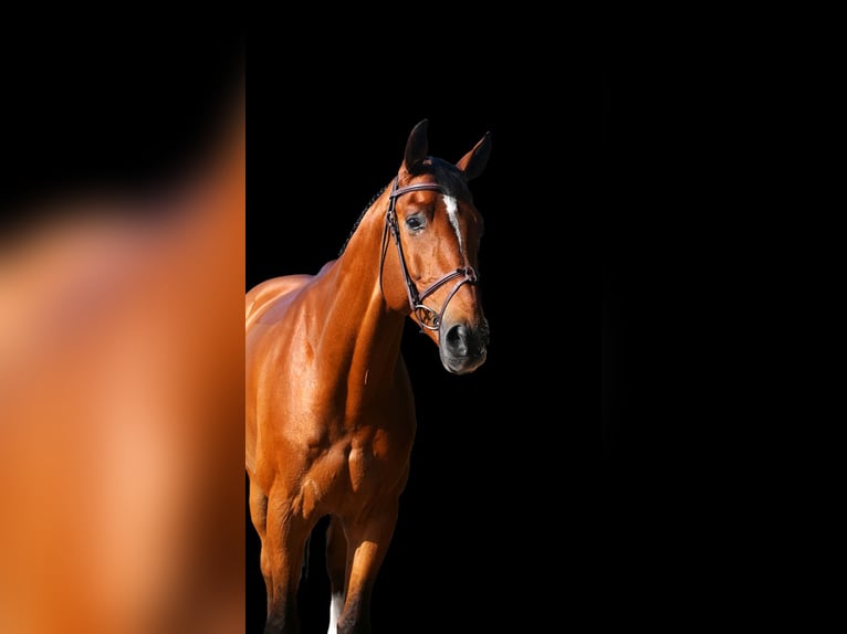Other Warmbloods Gelding 7 years Brown in Z&#xFC;lpich