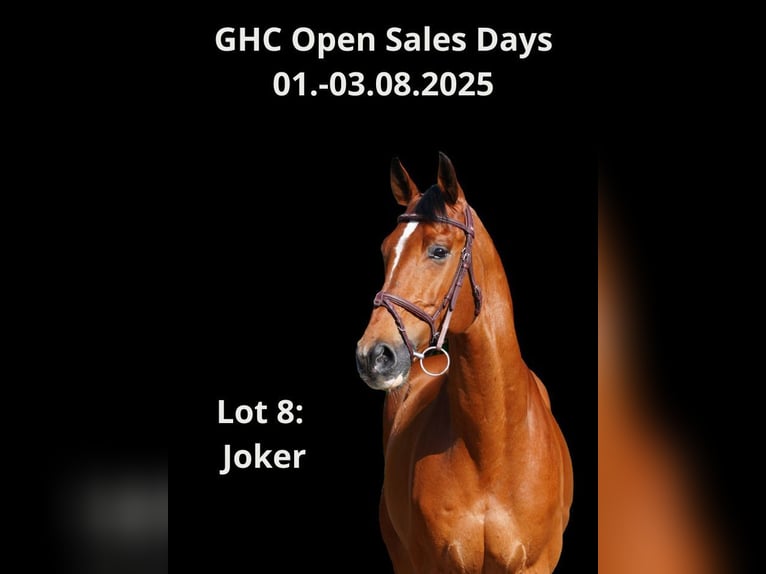 Other Warmbloods Gelding 7 years Brown in Z&#xFC;lpich